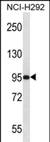 WB - PAPOLG Antibody (C-term) AP13183b